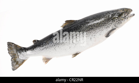 ganzer Lachs Stockfoto