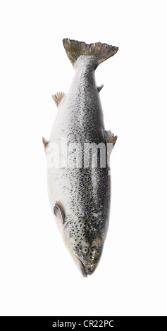 ganzer Lachs Stockfoto