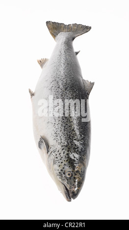 ganzer Lachs Stockfoto