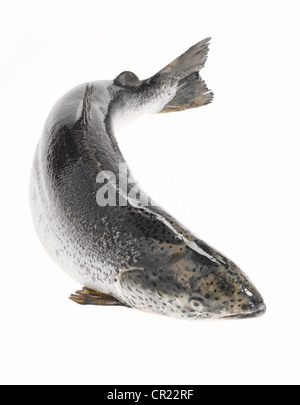 ganzer Lachs Stockfoto