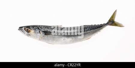 Makrele Fisch Ausschneiden Stockfoto