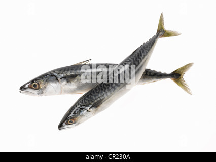 Ganze Makrele Fisch Stockfoto