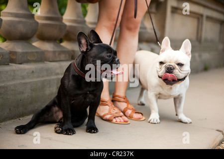 USA, New York State, New York City, Porträt von zwei französische Bulldoggen Stockfoto