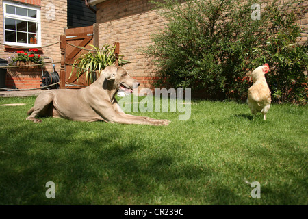 Alten Weimaraner Hund in einem englischen Garten Stockfoto