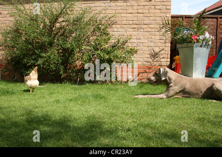 Alten Weimaraner Hund in einem englischen Garten Stockfoto