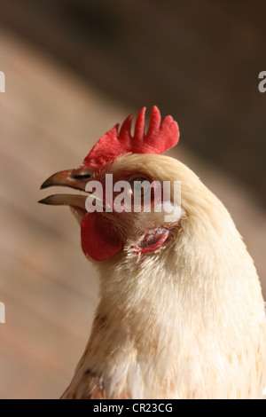 Weiße Sussex Hybrid Huhn Stockfoto