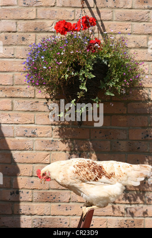 Weiße Sussex Hybrid Huhn Stockfoto