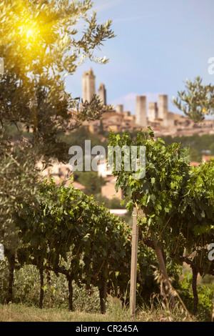 Zeilen der Trauben im Weinberg wachsen Stockfoto