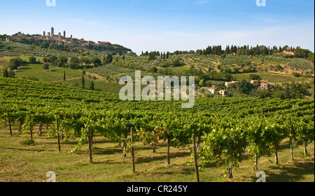 Zeilen der Trauben im Weinberg wachsen Stockfoto