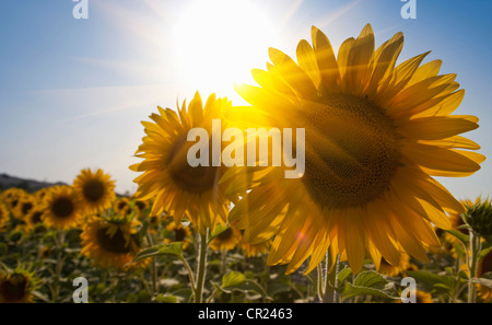 Nahaufnahme von Sonnenblumen im Feld Stockfoto