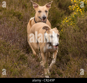 5 Jahre altes Whippet namens Quinn (vorne) und Jazz (zurück) in Richtung Fotografen unter Heidekraut und Ginster im New Forest Stockfoto