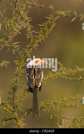 Rot-billed Hornbill in Akazie Stockfoto
