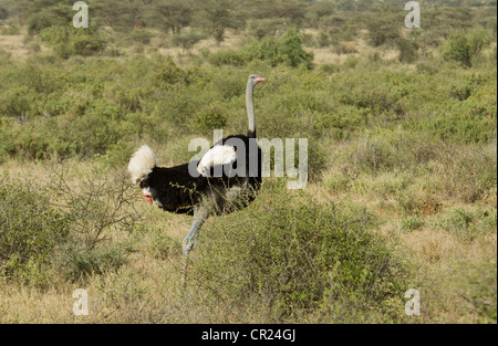 Somali Strauß männlich in Ebenen Stockfoto