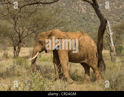 Elefant kratzt an Akazie Baum-Kerbe im Ohr Stockfoto