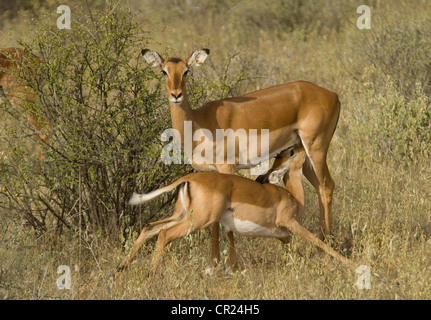Impala-Mutter mit Kalb Pflege Stockfoto