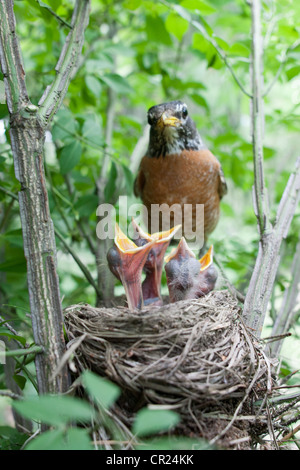 American Robin Bird songbird hoch oben im Nest mit Fledglings - Vertikal Stockfoto