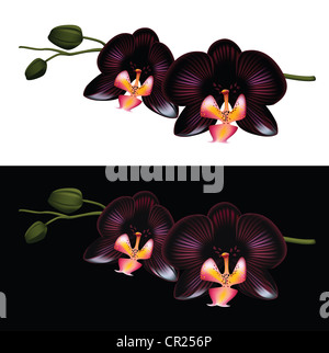 Schwarze Orchidee isoliert auf einem weißen und schwarzen Hintergrund. Vektorgrafik. Stockfoto