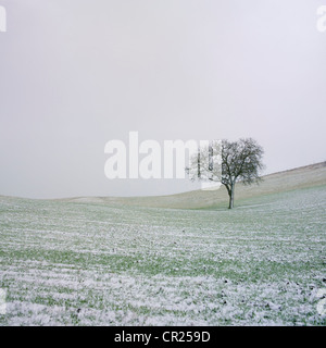 Einsamer Baum im Winter. Auvergne. Frankreich. Europa. Stockfoto