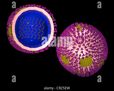 Abbildungen der Struktur eines typischen menschlichen Virus Stockfoto