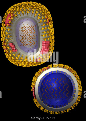 Abbildungen der Struktur eines typischen menschlichen Virus Stockfoto