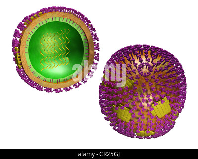 Abbildungen der Struktur eines typischen menschlichen Virus Stockfoto