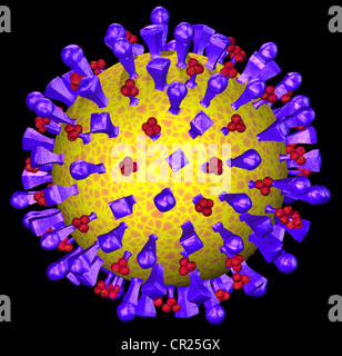 Abbildungen der Struktur eines typischen menschlichen Virus Stockfoto