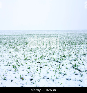 Kalte ländliche Landschaft mit Schnee und grünem Gras unter hellem Himmel Stockfoto