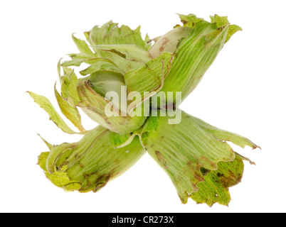 Frische grüne Haselnüsse in der Schale. Im Studio mit einem weißen Hintergrund isoliert. Stockfoto