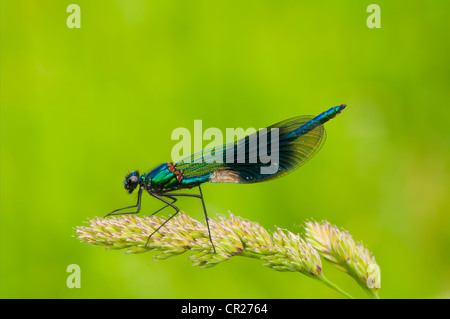 Rest der Gebänderten Prachtlibelle in Dorset Feld Stockfoto
