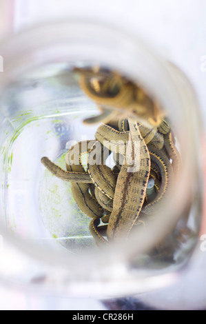 Medizinische Blutegel sind für den Verkauf in Glas, es dient als Alternative Therapie in Indonesien. Foto ist auf Sumatra in Indonesien. Stockfoto