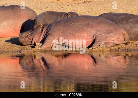 Nilpferd-Familie (Hippopotamus Amphibius) ruhen außerhalb des Wassers, Südafrika Stockfoto