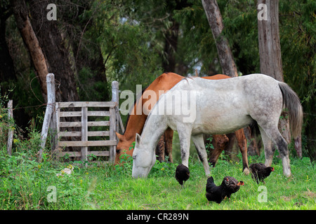 Pferde und Hühner auf einer ländlichen Ranch mit üppigen grünen Weide Stockfoto