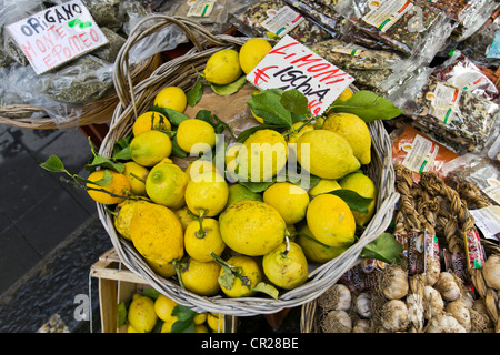 Frische Zitrone aus auf der Insel Ischia, Golf von Neapel, Kampanien, Italien Stockfoto