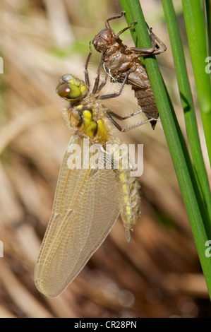 Vier-spotted Chaser Libelle schlüpft Stockfoto