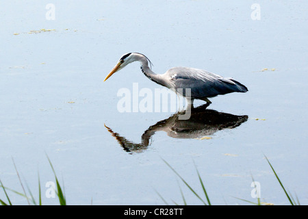 Graureiher (Ardea Cinerea) bewegen, langsam und leise nach vorne, auf der Suche nach Fisch Stockfoto