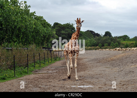 Grosse Giraffe in Dublin Zoo Irland Stockfoto