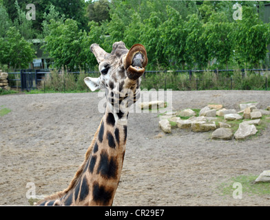 Grosse Giraffe in einem Gehege im Zoo von Dublin Irland Stockfoto