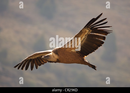 Porträt von einem Gänsegeier (abgeschottet Fulvus) im Flug. Hoces del Duraton, Kastilien, Spanien. Stockfoto