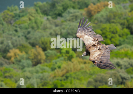 Gänsegeier (abgeschottet Fulvus) im Flug, von oben, mit grünen Wald Hintergrund in Monfrague, Spanien. Stockfoto