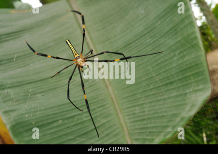 Holz Riesenspinne Nephila Maculata, Ceking, Bali, Indonesien, Asien Roberto Nistri Spinnen Aracnid Aracnidae horizontale Stockfoto