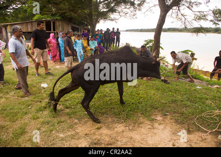 Hari Raya Aidiladha oder Hari Raya Haji, ist eine wichtige religiöse Fest für Muslime. Foto 6. November 2012 in Malaysia. Stockfoto