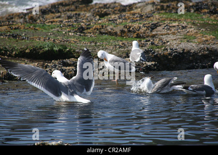 Westlichen Möwen in frischem Wasserstrom bei Ebbe,, [Larus Occidentalis] Newport, Oregon Küste Stockfoto