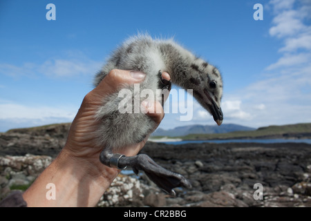 Silbermöwe Larus Argentatus Küken durch ein Vogel Wecker für Erhaltung Wissenschaft für British Trust für Ornithologie verfangen Stockfoto