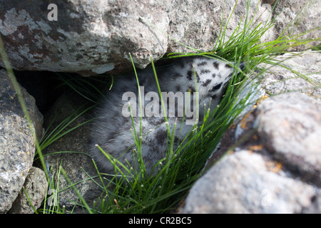 Silbermöwe Larus Argentatus Küken versteckt zwischen Felsen Stockfoto