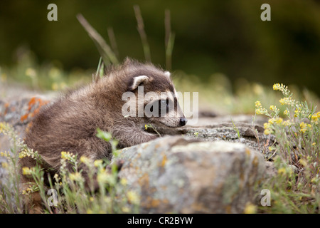 Baby Waschbär liegt auf großem Stein Stockfoto