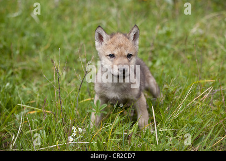 Timber Wolf cub Stockfoto