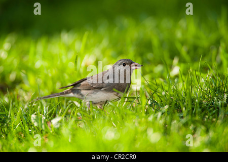 Dunkel-gemustertes Junco Schiefer gefärbt Stockfoto