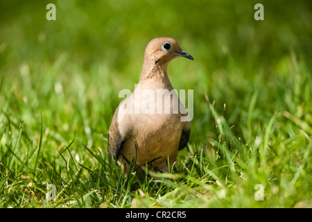 Mourning Dove Nahrungssuche in Rasen Stockfoto