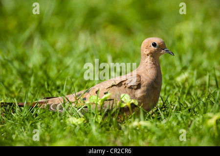 Mourning Dove Nahrungssuche in Rasen Stockfoto