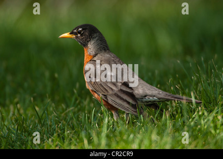 American Robin sitzen in Grasgrün Stockfoto